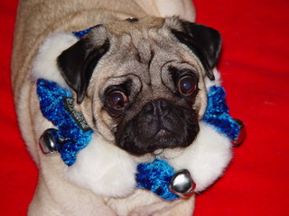 Pug ready for Holidays