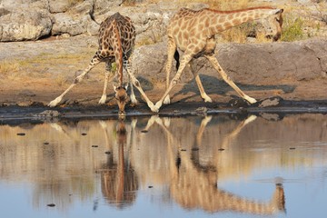Obraz premium Giraffen (giraffa camelopardalis) am Wasserloch (Etosha Nationalpark)