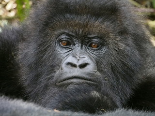 Berggorilla schaut kritisch in die Kamera