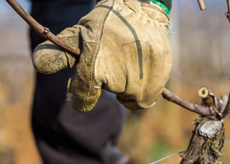 attacher la baguette de la vigne