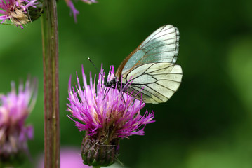 Black-veined White butterfly (Aporia crataegi)