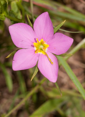 Meadow Pink, Sabatia campestris flower in early summer