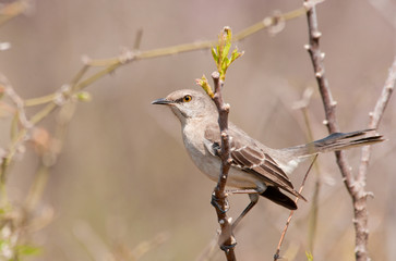 Northern Mockinbird, Mimus polyglottos, a very vocal songbird perched on a twig in early spring
