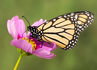 Closeup of a migrating Monarch butterfly feeding on a pink Cosmos flower