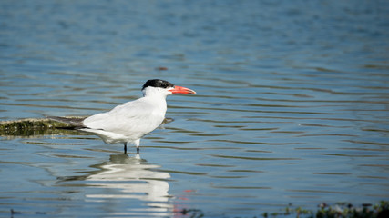 Caspian Tern on a Lake Shore