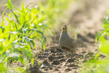 agricultural field