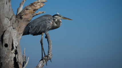 Great Blue Heron Perched on a Tree Limb