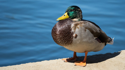 Mallard Drake on Lake Shore