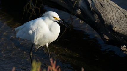 Snowy Egret in Natural Wetland - 123471101