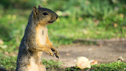 Fox Squirrel closeup - 123471103