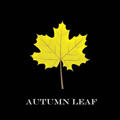 autumn leaves isolated on black background. simple cartoon flat style, vector illustration.