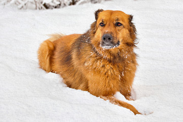 red dog lying in the snow