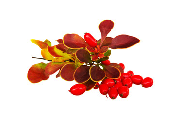 Berberis thunbergii Autumn composition leaves and berries