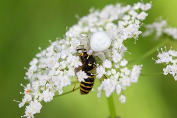 Camouflaged crab spider and prey
