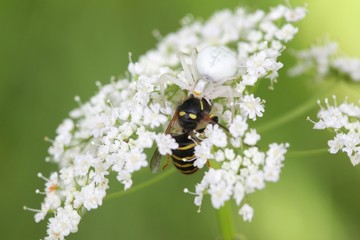 Camouflaged crab spider and prey
