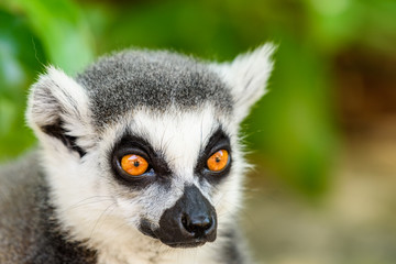 Fototapeta premium Lemur Portrait On Madagascar Island