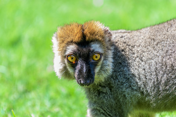 Lemur Portrait On Madagascar Island