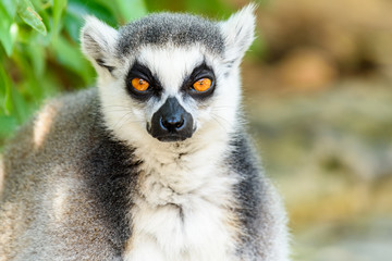 Lemur Portrait On Madagascar Island