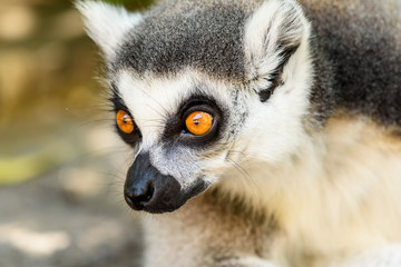Lemur Portrait On Madagascar Island