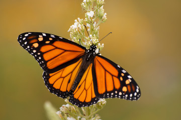 Fototapeta premium Samiec motyla monarcha w ogrodzie letnim karmienia na kwiat Buddleia