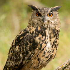 Eurasian Owl
