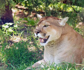 Mountain lion resting in a shade of a tree on a hot summer day, observing