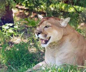 Papier Peint photo Lavable Puma Lion de montagne se reposant à l& 39 ombre d& 39 un arbre par une chaude journée d& 39 été, observant