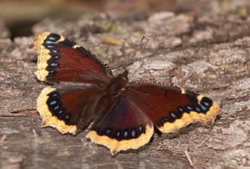 Fototapeta na wymiar Mourning Cloak butterfly feeding on oak tree sap