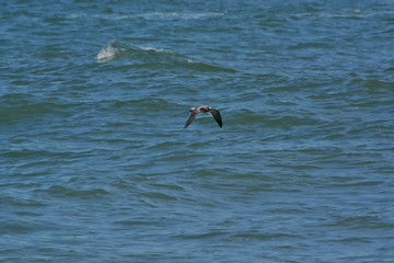 Sand Piper Searching for Food Along the Ocean