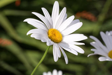 Fototapeta premium Garten-Margerite (Pflanze)