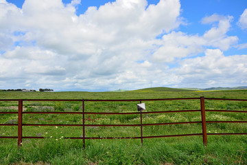 fenced field