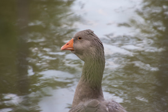Goose on lake
