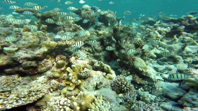 School of Sergeant major fish  (Abudefduf vaigiensis)  swimming near coral reef, underwater in Maldives, Indian Ocean.