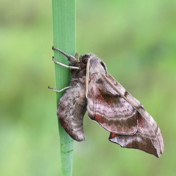 Eyed hawk-moth,  Smerinthus ocellatus