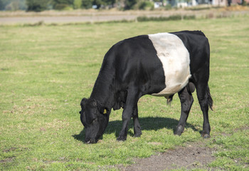 Lakenvelder belted bull calf