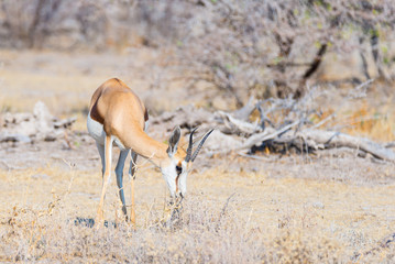 Springbok grazing in the bush. Wildlife Safari in the Etosha National Park, famous travel destination in Namibia, Africa.