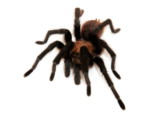Oklahoma Brown Tarantula isolated on white