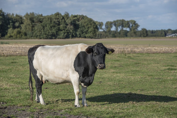 Lakenvelder belted cow
