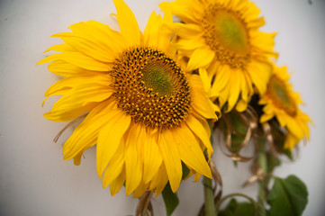 Sunflowers isolated on white background