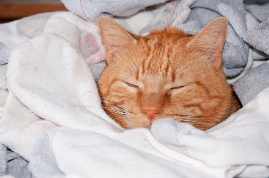 Orange tabby cat happily sleeping under a pile of clean socks