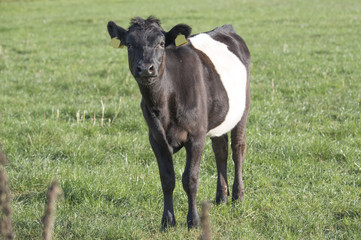 Lakenvelder belted bull calf