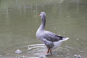 ducks on lake