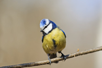 bright bird with a yellow breast perched on a branch
