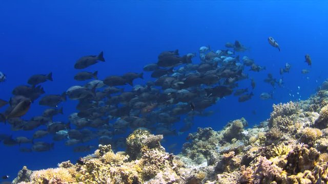 School of Black Snapper on a coral reef in Philippines. 4k footage