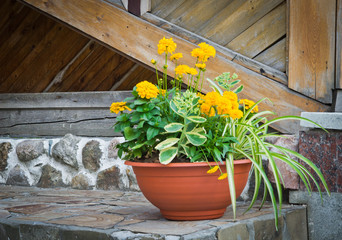 flower bed next to a wooden building