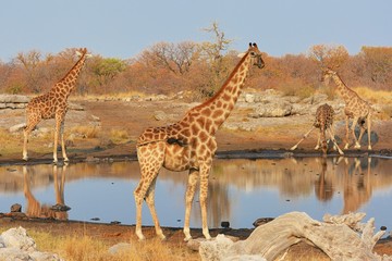 Fototapeta premium Giraffen (giraffa camelopardalis) am Wasserloch (Etosha Nationalpark)