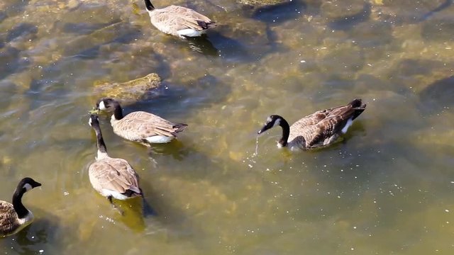 Kanadag&auml;nse am Rheinufer suchen nach Futter.