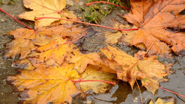 yellow maple leaf lying in a puddle in autumn