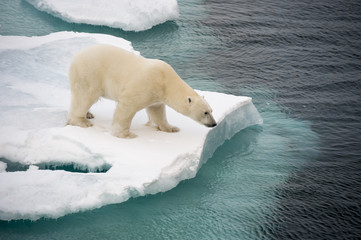 Polar bear walking on sea ice