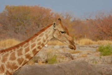 Giraffe (giraffa camelopardalis) im Etosha Nationalpark